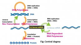 Central Dogma of Molecular Biology
