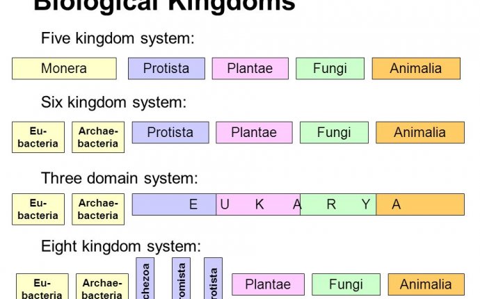 Bacteria Taxonomy Chart