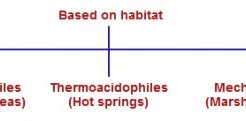 Classification of Archae Bacteria Classification of Archae Bacteria