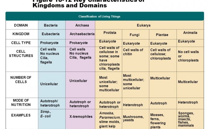 Amoeba Classification Chart