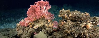 coral