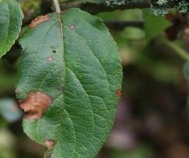 Disease Caused by Alternaria Fungi Disease Caused by Alternaria Fungi