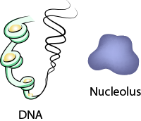 DNA and Nucleolus
