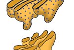 endoplasmic reticulum