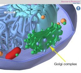 Eukaryotic cell golgi complex apparatus endoplasmic