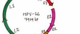 Figure 4: Genome organization of Human Papillomavirus type16