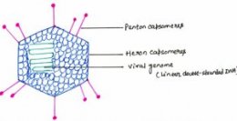 Figure 5: Structure of an Adenovirus
