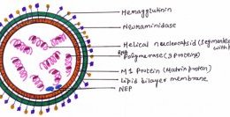 Figure 6: Structure of an Influenza virus (Orthomyxovirus)