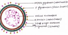 Figure 7: Structure of a Paramyxovirus
