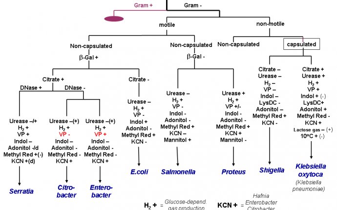 Bacteria Identification Chart