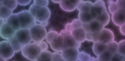 Gram Positive Bacteria Gram Positive Bacteria