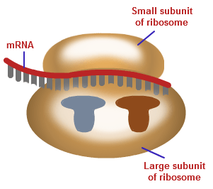 Illustration Of Ribosomal Subunits Mrna Protein Synthesis Illustration Of Ribosomal Subunits Mrna Protein Synthesis