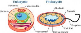 Labeled Illustration of Eukaryotic and Prokaryotic Biological Cells Labeled Illustration of Eukaryotic and Prokaryotic Biological Cells