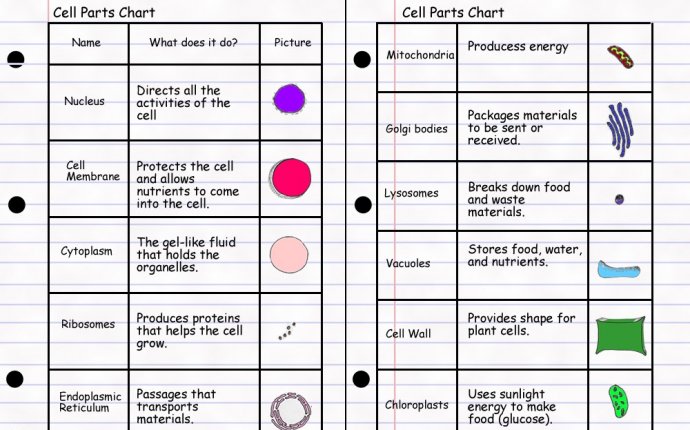 Cell Components And Functions Chart