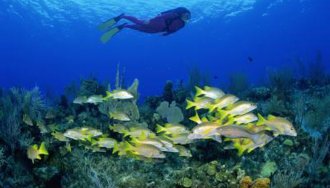 Marine life is affected by a number of different factors.