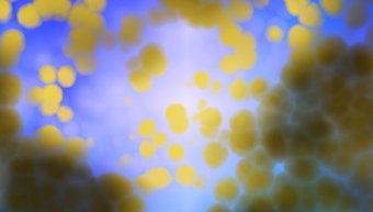 Microscopic view of bacteria. Microscopic view of bacteria.