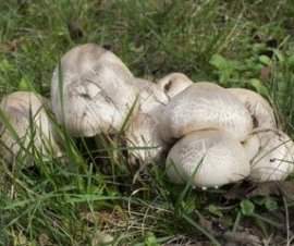Mushroom Mushroom