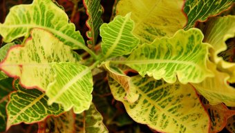 Photosynthesis. Photosynthesis.