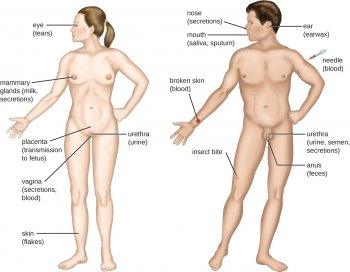 Portals of exit: eye (tears), needle, mammary glands (milk, secretions), placenta (transmission to fetus), vagina (secretions, blood), urethra (urine), broken skin, broken skin (blood), skin (flakes), nose (secretions), mouth (saliva, sputum), ear (earwax), urethra (urine, semen, secretions), anus (feces).