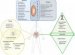 Prokaryotes, Eukaryotes, and Viruses
