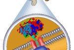 ribosomes