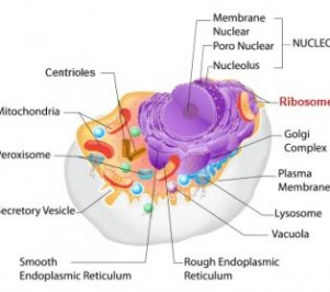 Ribosomes In Eukaryotic Cell Ribosomes In Eukaryotic Cell