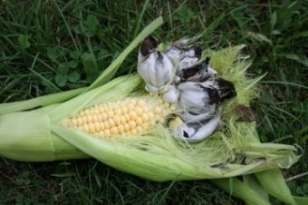 Smuts on Corn Smuts on Corn