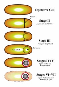 Stages