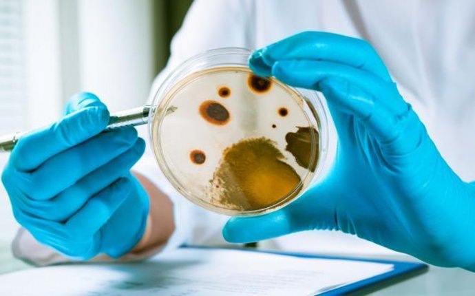 Meaning of Micro organisms