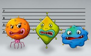 What's the difference between bacteria and viruses?